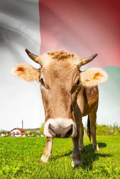 Cow with flag on background series - Madagascar — Stock Photo, Image