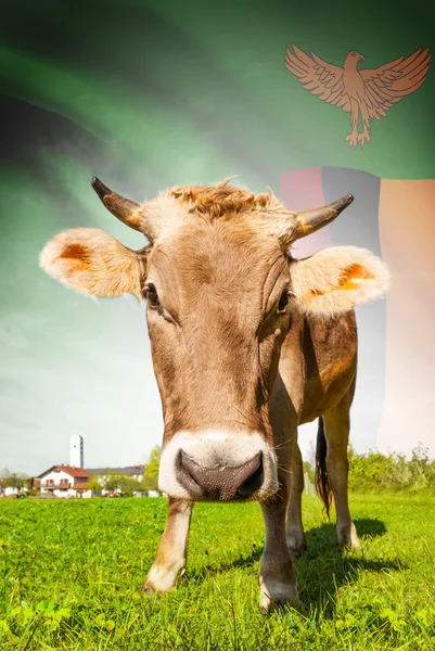 Kuh mit Flagge auf Hintergrund-Serie - Sambia — Stockfoto