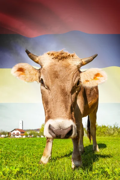 Vaca com bandeira na série de fundo - Maurícia — Fotografia de Stock