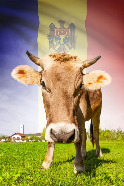 Cow with flag on background series - Moldova — Stock Photo, Image