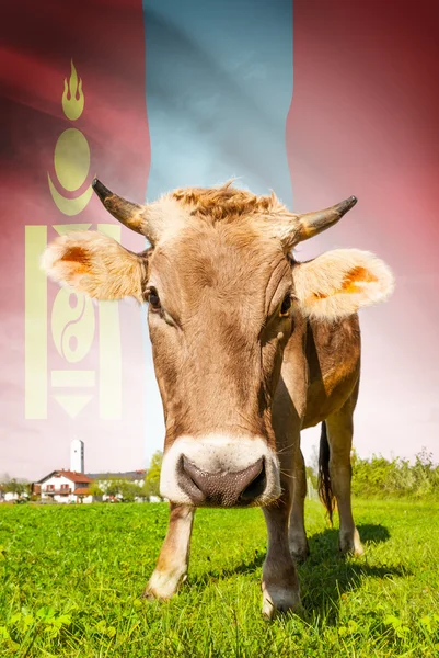 Prime à la vache avec le drapeau sur la série de fond - Mongolie — Photo