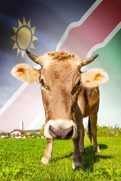 Cow with flag on background series - Namibia — Stock Photo, Image
