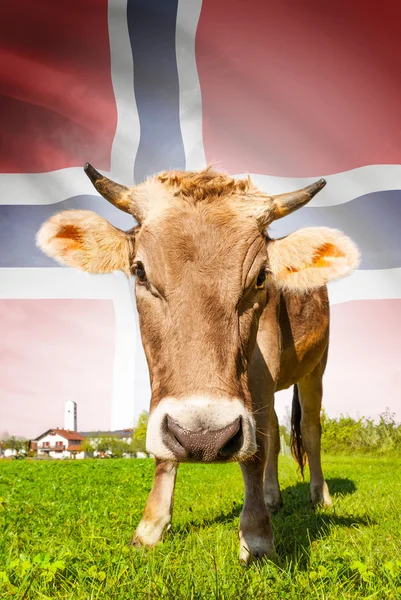 La vaca con la bandera en la serie de fondo - Noruega — Foto de Stock