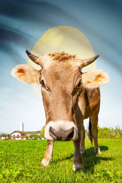 Cow with flag on background series - Palau — Stock Photo, Image