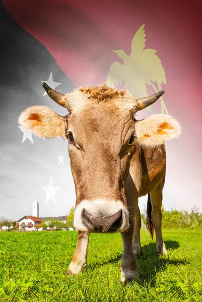 Cow with flag on background series - Papua New Guinea — Stock Photo, Image