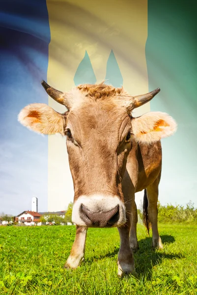 Cow with flag on background series - Saint Vincent and the Grenadines — Stock Photo, Image