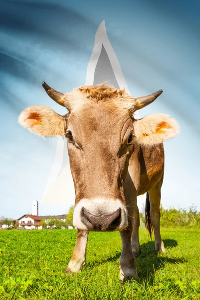 Cow with flag on background series - Saint Lucia — Stock Photo, Image