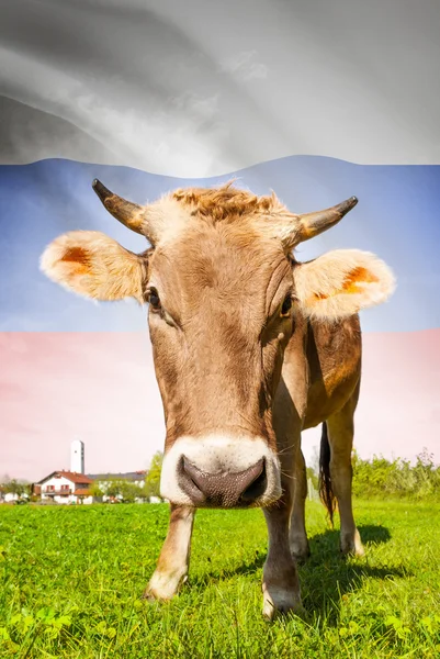 Cow with flag on background series - Russia — Stok Foto