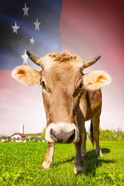 Cow with flag on background series - Samoa — Stock Photo, Image