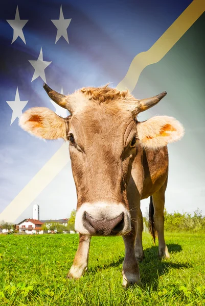 Vaca com bandeira na série de fundo - Ilhas Salomão — Fotografia de Stock