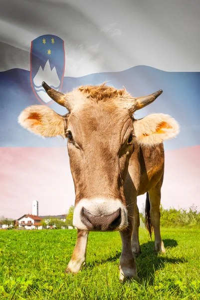 Cow with flag on background series - Slovenia — Stok Foto