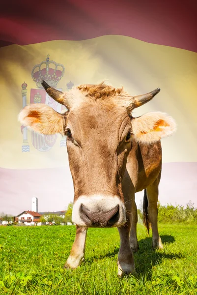 La vaca con la bandera en la serie de fondo - España —  Fotos de Stock
