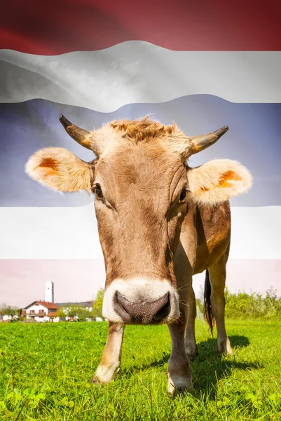 La vaca con la bandera en la serie de fondo - Tailandia —  Fotos de Stock