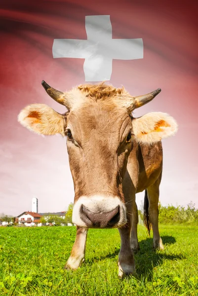 Prime à la vache avec le drapeau sur la série de fond - Suisse — Photo