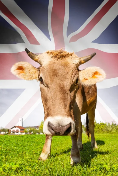 Cow with flag on background series - Great Britain — Stock Photo, Image