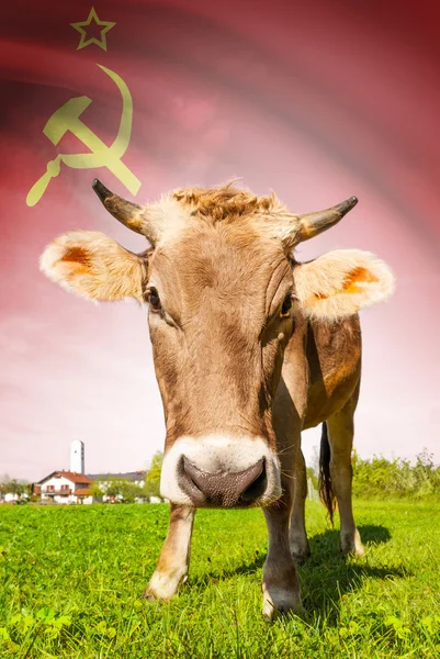 Vaca com bandeira na série de fundo - União das Repúblicas Socialistas Soviéticas — Fotografia de Stock