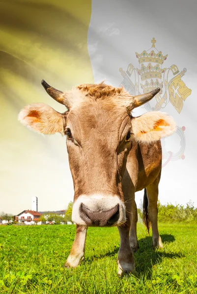 Vaca com bandeira na série de fundo - estado da cidade do Vaticano — Fotografia de Stock