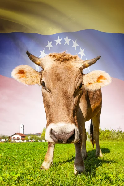 Kráva s vlajkou na pozadí řady - Venezuela — Stock fotografie