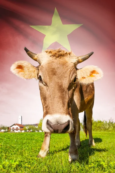 Cow with flag on background series - Vietnam — Stock Photo, Image