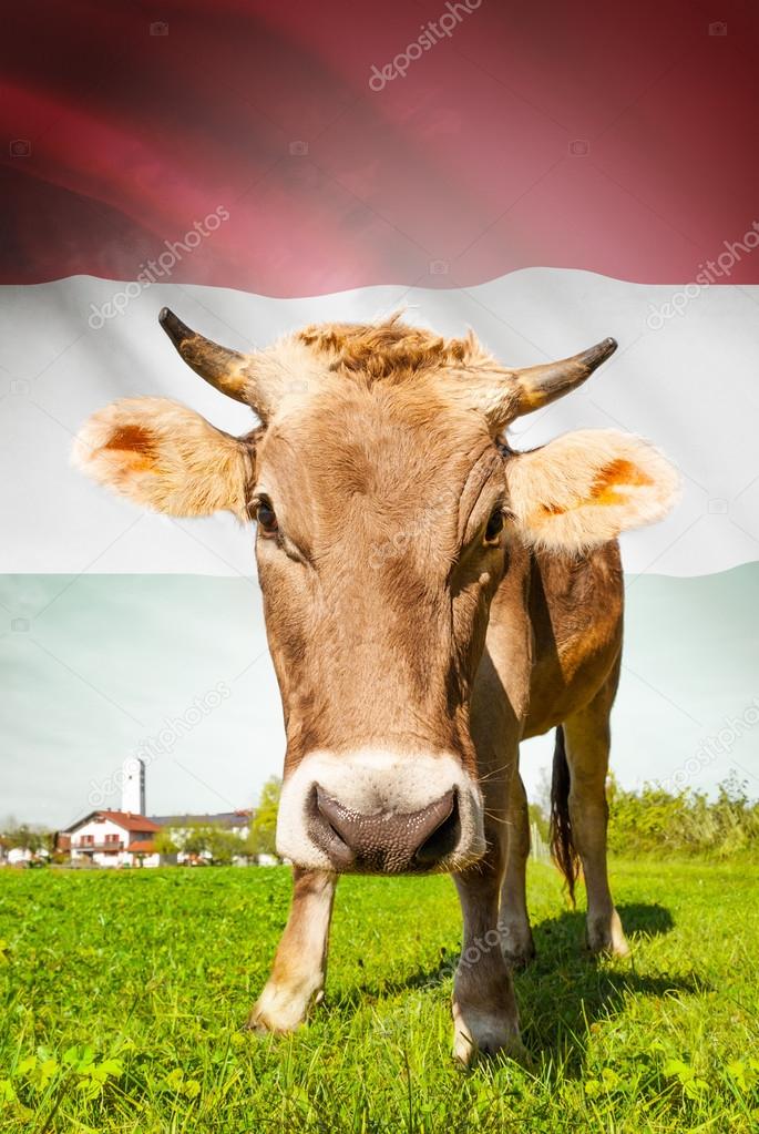 Cow with flag on background series - Hungary