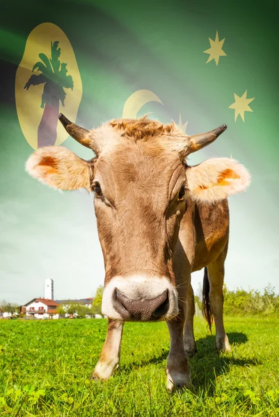 Cow with flag on background series - Cocos (Keeling) Islands — Stock Photo, Image