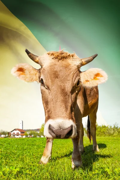 La vaca con la bandera en la serie del fondo - Guyana francesa —  Fotos de Stock