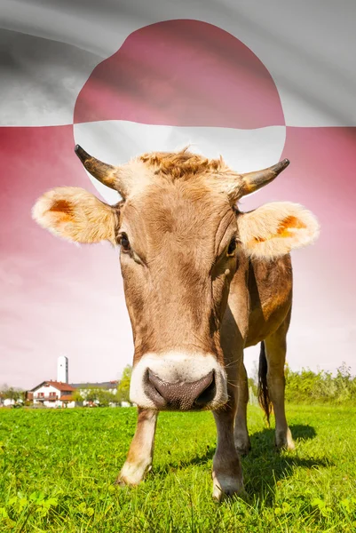 Vaca com bandeira na série de fundo - Gronelândia — Fotografia de Stock