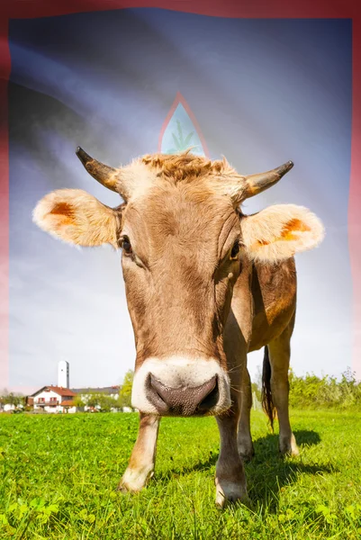 Корова з прапором на тлі серії - ГУАМ — стокове фото