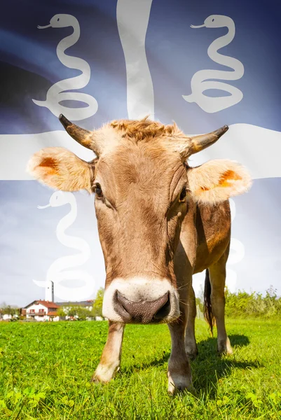 Cow with flag on background series - Martinique — Stock Photo, Image