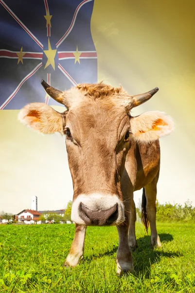 Cow with flag on background series - Niue — Stock Photo, Image