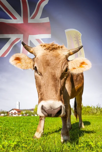 Vaca com bandeira na série de fundo - Ilhas Turks e Caicos — Fotografia de Stock