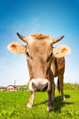 İnek çayır çim yeme