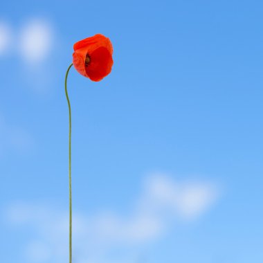 Mavi gökyüzü arka plan üzerinde kırmızı gelincik