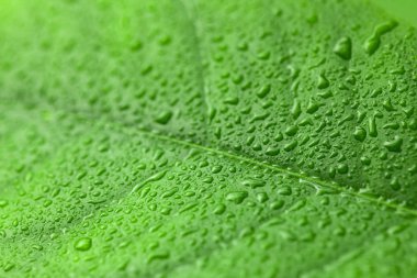 Green leaf with drops of water over it