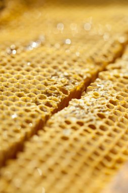 Fresh honey in comb - close up shot