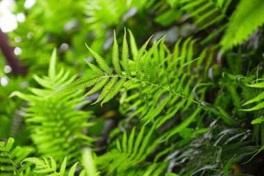 Fern shrubs in rainforest - Pteridium aquilinum clipart