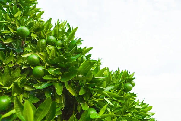 Zelené ovoce a listy mandarinka stromu - venku natáčení — Stock fotografie