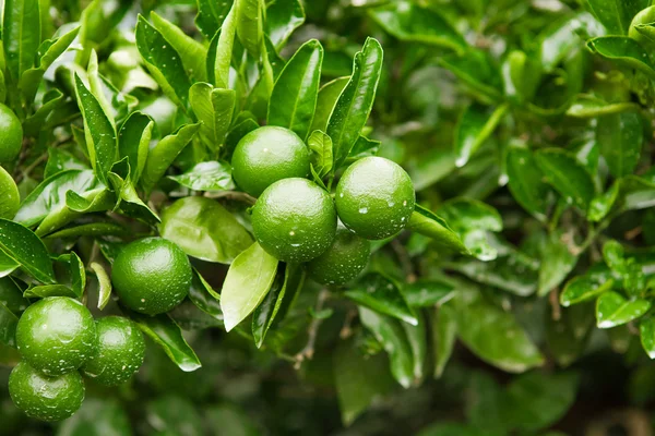Zelené ovoce a listy stromu mandarinka - venku natáčení — Stock fotografie