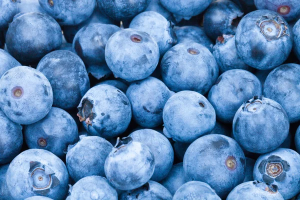 Bunch of fresh blueberries - studio shot — Stock Photo, Image