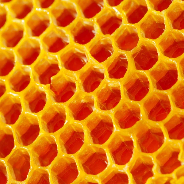 Cose up shot of very fresh honeycomb — Stock Photo, Image