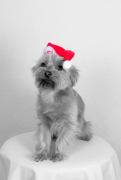 Noel Köpeği