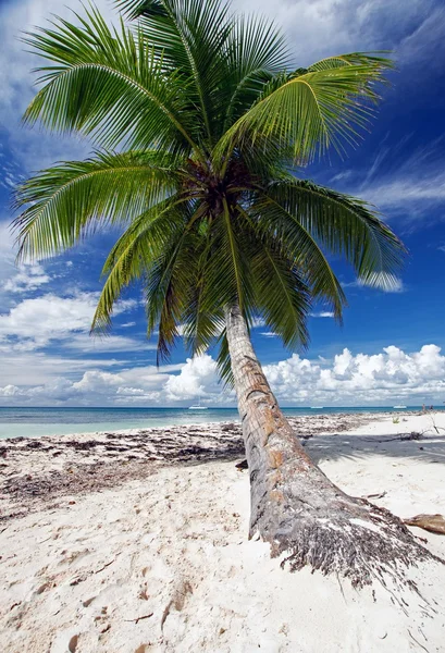 Saona Beach República Dominicana — Foto de Stock