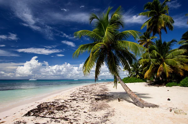 Saona Beach, Dominikai Köztársaság — Stock Fotó