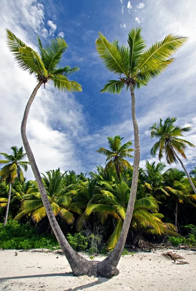 Saona Beach Dominik Cumhuriyeti