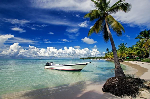 Saona Beach República Dominicana Fotos de stock libres de derechos