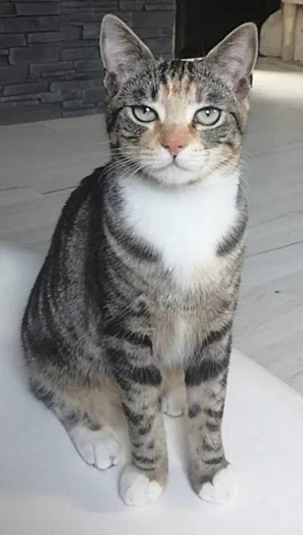 Gris Blanco Tabby Cat Posando Para Cámara Mientras Está Sentado —  Fotos de Stock
