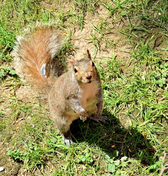 Squirrel — Stock Photo, Image