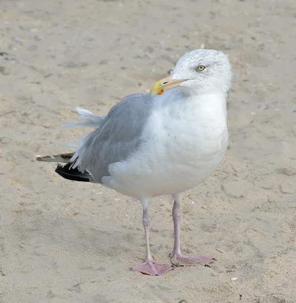 Martı — Stok fotoğraf