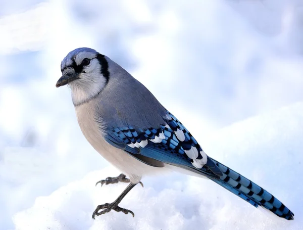 Blue jay — Stock Photo, Image