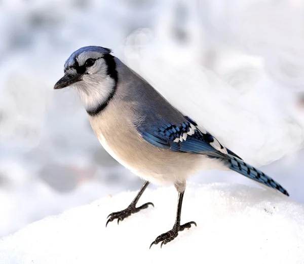 Blue jay — Stockfoto